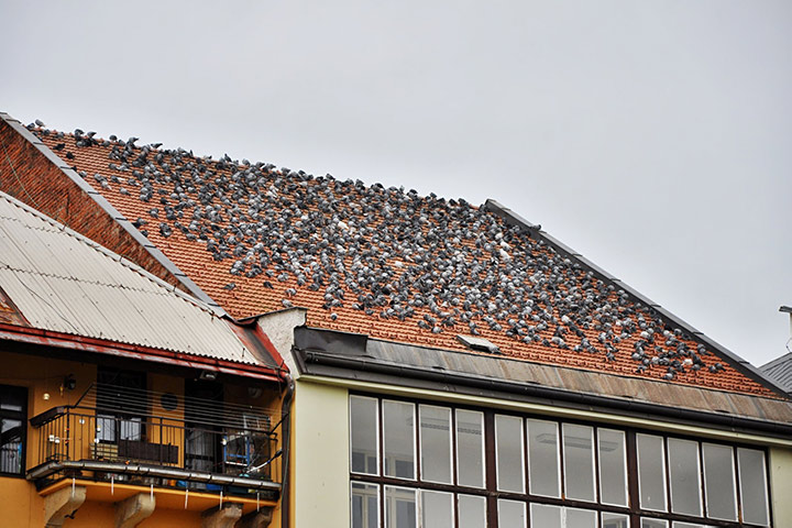 A2B Pest Control are able to install spikes to deter birds from roofs in Whittlesey. 