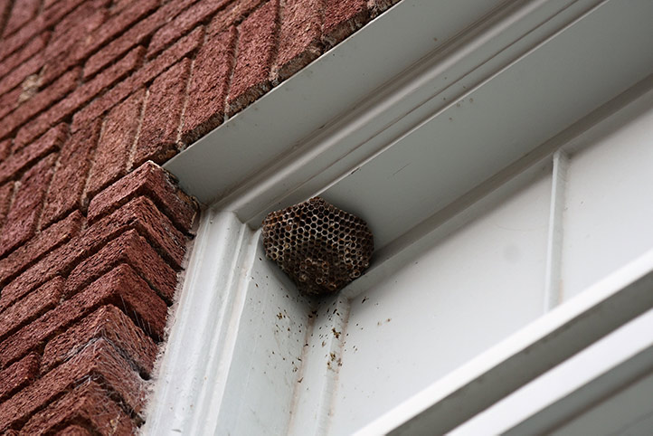 We provide a wasp nest removal service for domestic and commercial properties in Whittlesey.